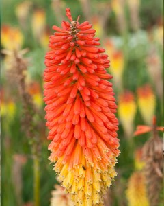Tritoma (Kniphofia) Alcazer28